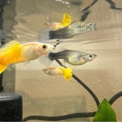 グッピーと稚魚。 無料でお譲りします