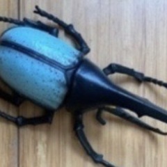 【美品】ヘラクレスオオカブト