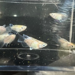 メダカ【エンゼルダルマ】　５匹(オスメス入り)産卵中の画像