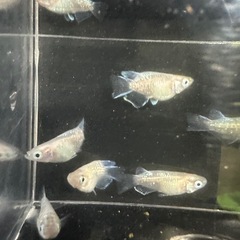 メダカ【エンゼルダルマ】　５匹(オスメス入り)産卵中の画像
