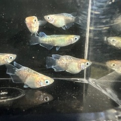 メダカ【エンゼルダルマ】　①ペア　産卵中