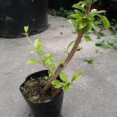 原種ハイビスカス　風鈴仏桑華
