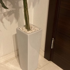 フェイクグリーン　パキラ　人工観葉植物の画像