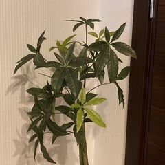 フェイクグリーン　パキラ　人工観葉植物の画像