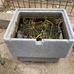 メダカ飼育ケース中古(水草入り、現状のまま)
