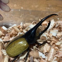 DHパスコアリ　3令初期幼虫ペアの画像