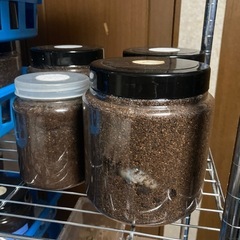 DHパスコアリ　3令初期幼虫ペアの画像