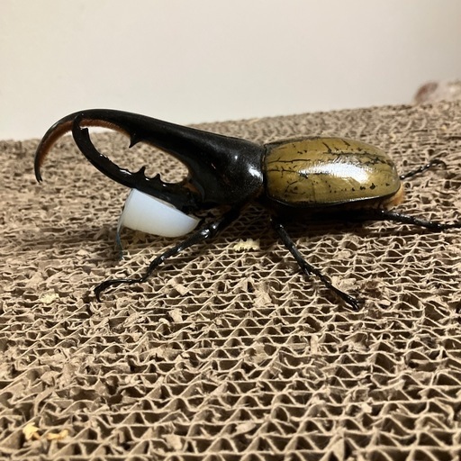 ヘラクレスオオカブト