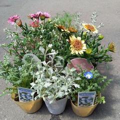 寄せ植えセット 6種8苗