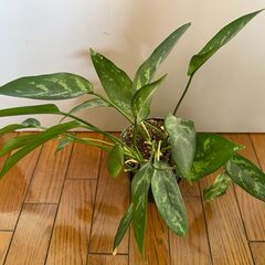 観葉植物 - アグラオネマ (Aglaonema)