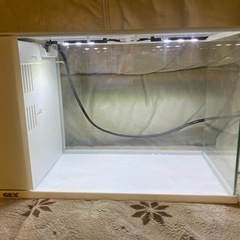 GEXラクテリア