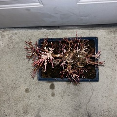 山紅葉盆栽の画像