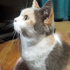 ブリティッシュショートヘア(パステル三毛) - 猫