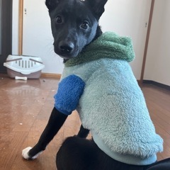 【急募】犬の里親を探しています！