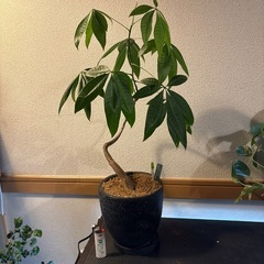 観葉植物　鉢付きパキラ！

