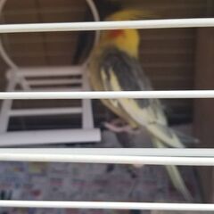 インコ5匹まとめて − 埼玉県