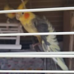 インコ5匹まとめて - その他