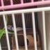ランキングキーワードに紐づく投稿画像-インコ