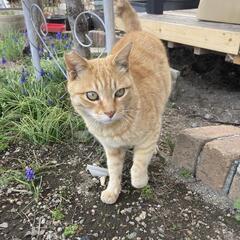 地域猫の茶トラ　里親募集