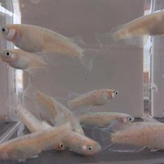 決定🍀ルナ🎵ホワイトタイプ現物14匹全部めだかメダカの画像