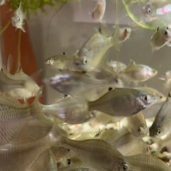タナゴ