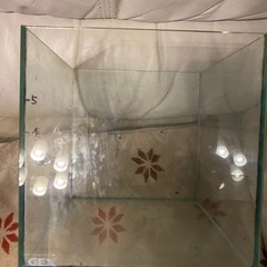お話し中　GEXガラス水槽
