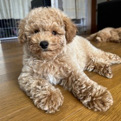 【総額9.8万円】ビションプーの男の子🐾