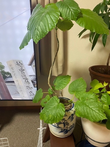 観葉植物　フィカス