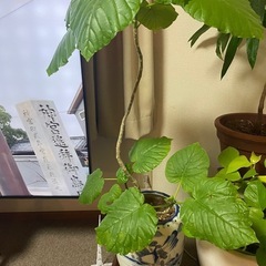 観葉植物　フィカス