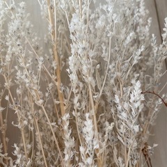 ドライフラワーまとめの画像