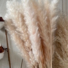 ドライフラワーまとめの画像