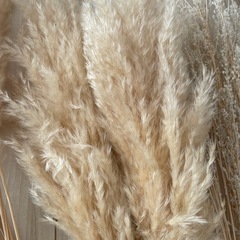 ドライフラワーまとめの画像