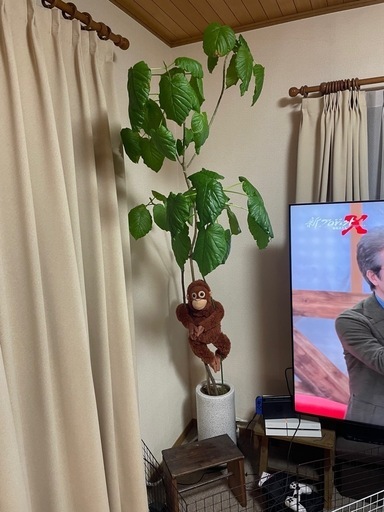 観葉植物　フィカス（大）