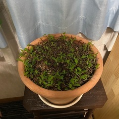 観葉植物　ガジュマルつる性