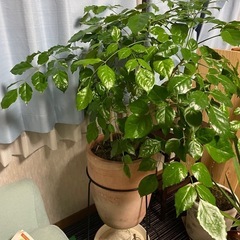 観葉植物　コーヒーの木