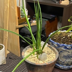 観葉植物　サンセベリア