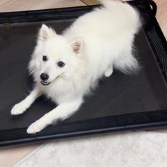 無料　犬用コット　新横浜駅徒歩15分圏内でお譲りしますの画像