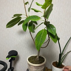 観葉植物　フィカス・アルテシマ