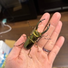 エラフスホソアカクワガタ幼虫