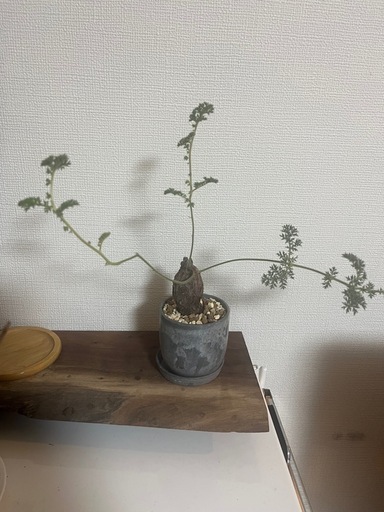 ペラルゴニウム　トリステ