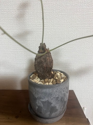 ペラルゴニウム　トリステ