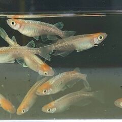 めだか　紅白体外光めだか　選別モレ（Ｂ）　1匹250円　写真の中からこちらが選びます。の画像