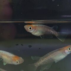 めだか　紅白体外光めだか　選別モレ（Ｂ）　1匹250円　写真の中からこちらが選びます。の画像