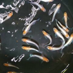 めだか　紅白体外光めだか　選別モレ（Ｂ）　1匹250円　写真の中...