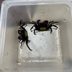メダカ入荷
の画像