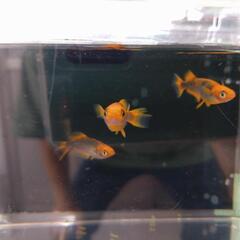 五式光体型タイプRメダカの画像
