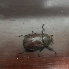 カブト虫販売　フローレンシスニセヒメカブト　メス単品