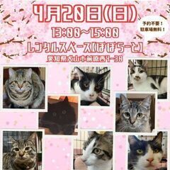 4月20日（日）猫の譲渡会犬山市 @レンタルスペースぽぽらーと