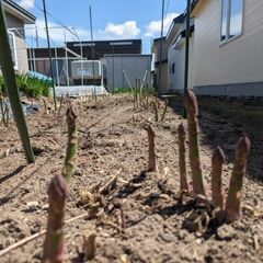 値下げしました。アスパラガス一株　５年以上