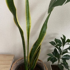 サンスベリア（虎の尾）
